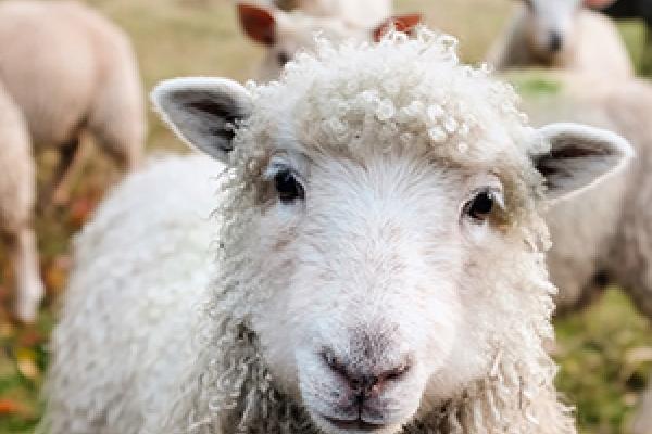 Los animales de la granja