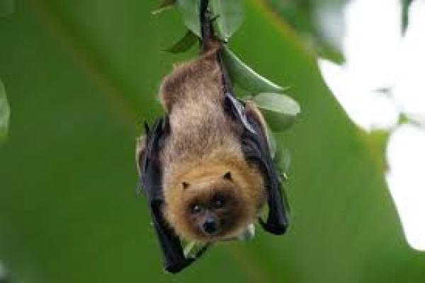 Un animal muy necesario: "los murciélagos"