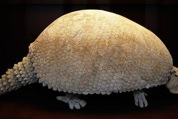 El gliptodonte que esperó 10.000 años