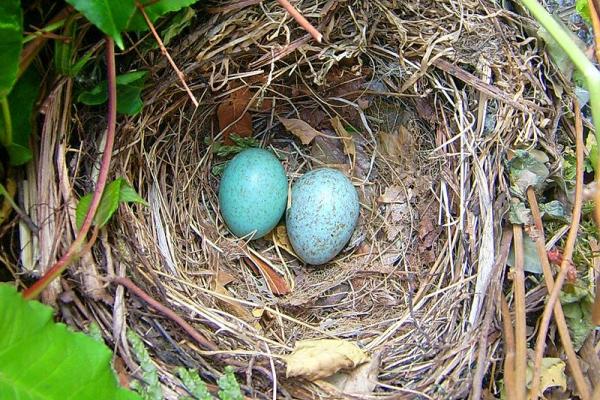 De pájaros y huevos