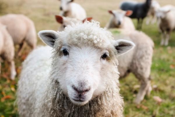 ¿Cómo se reproducen los animales?