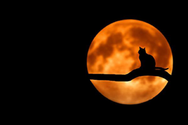 Luna lunera
