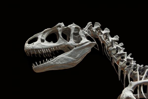 ¡Nidada de huevos de dinosaurios en Uruguay!