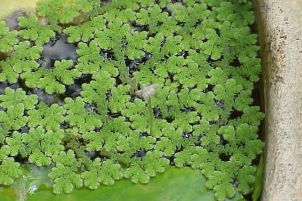 Cianobacterias: ¿un peligro inminente?
