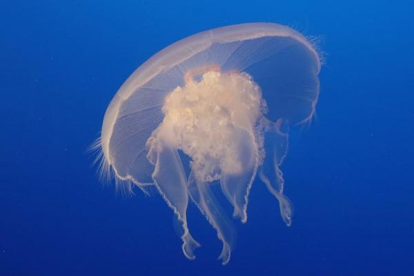 Medusas: un habitante de nuestras costas.