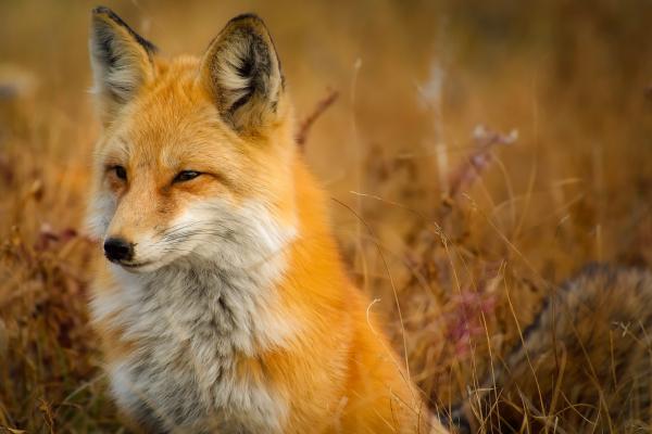 Un amiguito de nuestros libros: el Zorrito