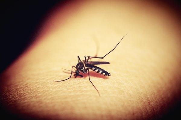 Combatiendo al Dengue