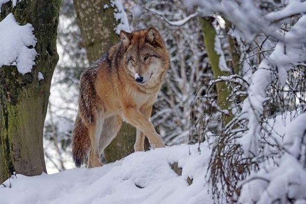 Pedro y el lobo: un cuento musical