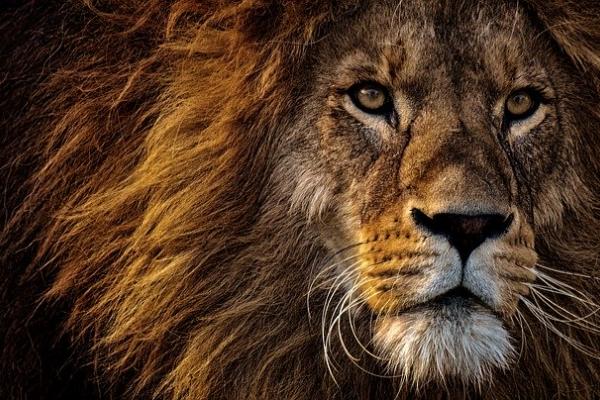 Muchos mundos en un mundo: los animales