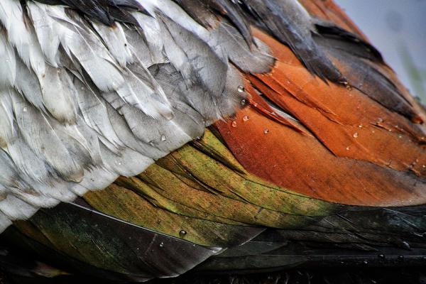 Cubiertas corporales: las plumas, un ingenio de la naturaleza.