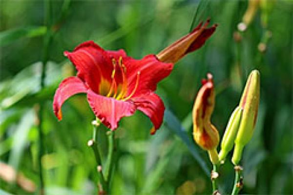 Reproducción de plantas con flores