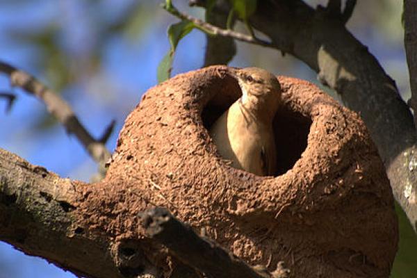 Nuestra fauna nativa en canciones