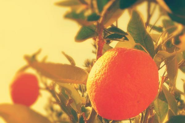 Una vitamina con mucha historia: vitamina C