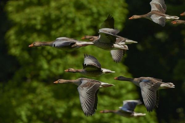 Miremos a la naturaleza en busca de ejemplos