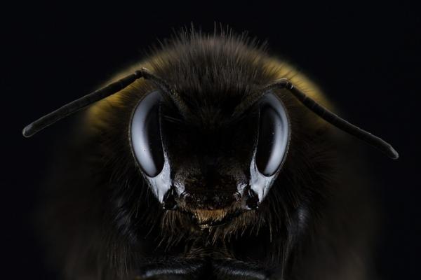 La vida con y sin ellas. Las abejas y su importancia en el equilibrio biológico