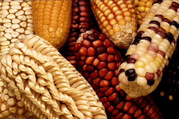 ¡Viva la diferencia! Biodiversidad en el Uruguay