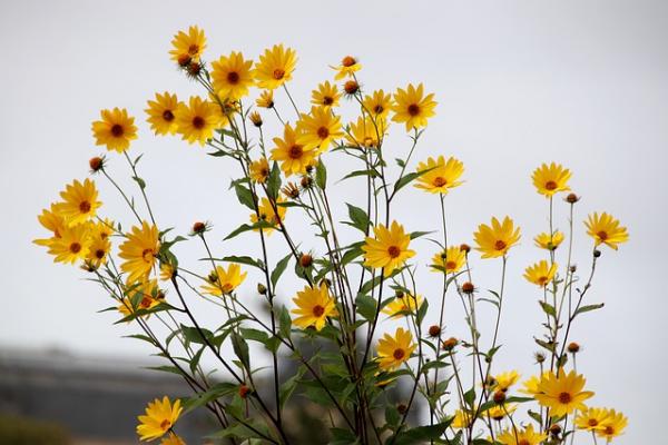 Conociendo las plantas: nutrición autótrofa