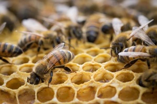 Trabajadoras incansables: las abejas