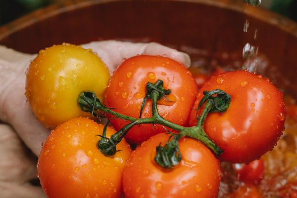 Conociendo una importante fruta: el tomate