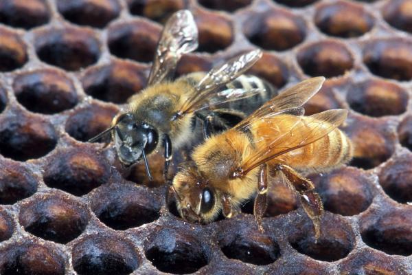 Conociendo un ser vivo fundamental: las abejas