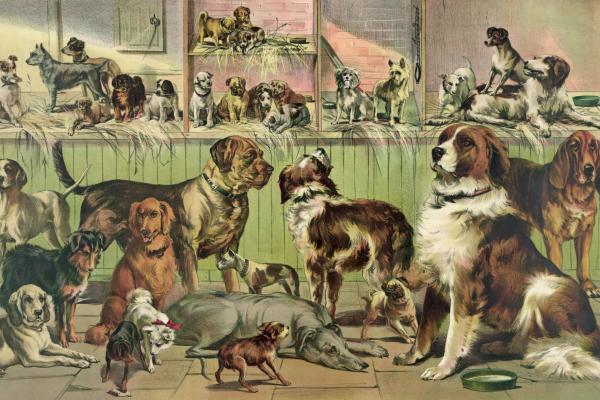 How can we classify animals?