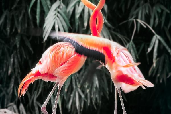Enemigos por naturaleza: la competencia inter-específica