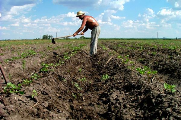 Las nuevas ruralidades y los agronegocios