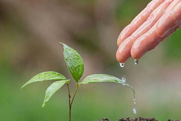 ¿Cómo se alimentan las plantas?