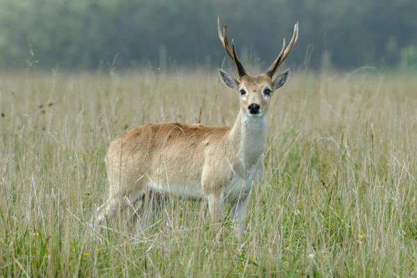 Alerta roja, el venado de campo en vías de extinción