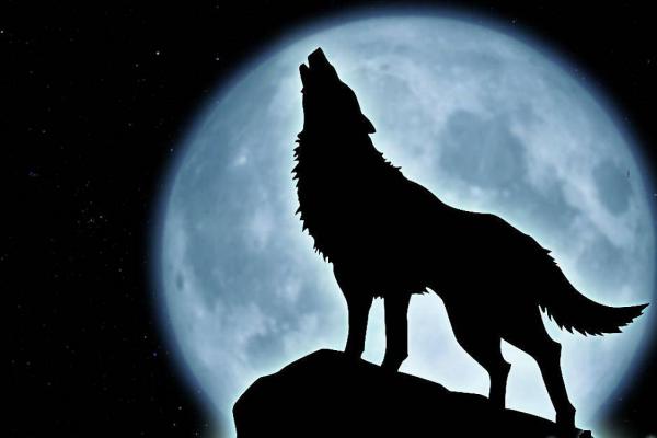Lobo, ¿dónde estás?