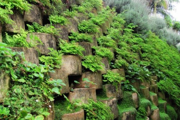 La planta: sus órganos y sus funciones