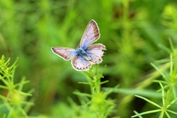 Federico y su "Mariposa del aire"