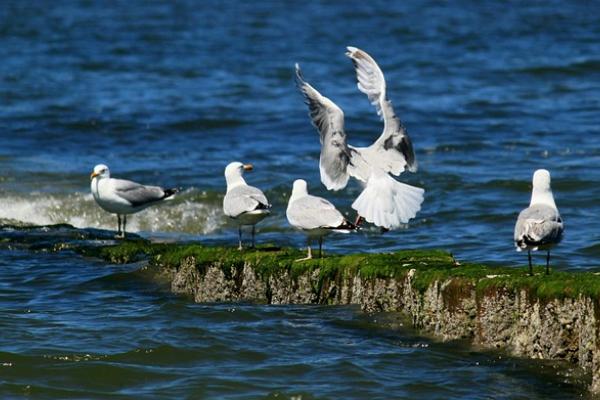 Los seres vivos en su ambiente