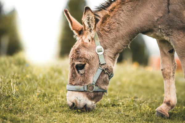 ¿Conoces a Platero?