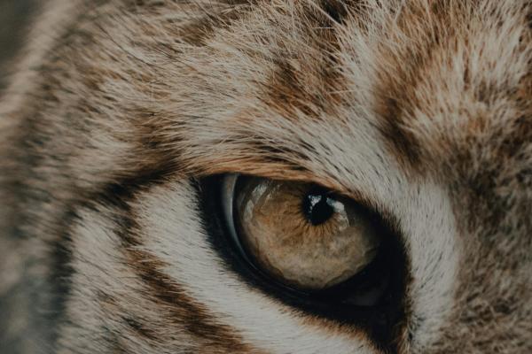 Animales en los cuadernos