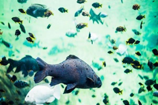Pequeños biólogos y los ecosistemas acuáticos