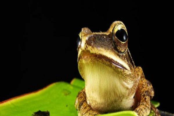 Pequeños biólogos y la metamorfosis de la rana