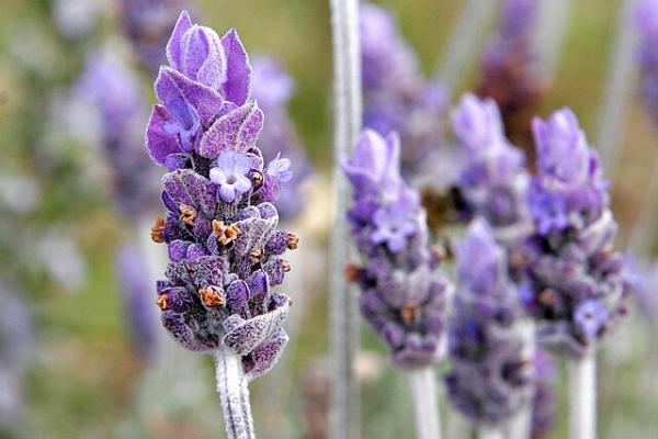 Plantas con aroma
