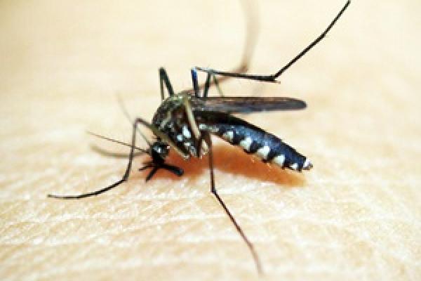 ¿Cuánto sabes del dengue?