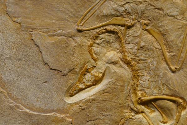 ¿Qué es la paleontología?