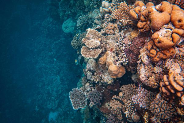 Poríferos: vidas silenciosas bajo el agua