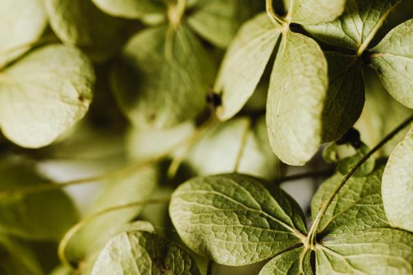 La mínima unidad anatómica y funcional: la célula vegetal