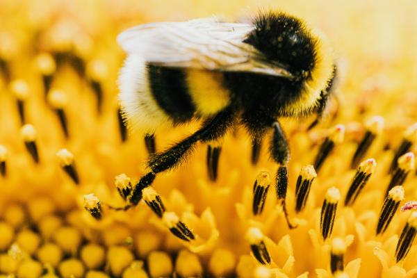 Alianzas naturales: la cooperación entre especies