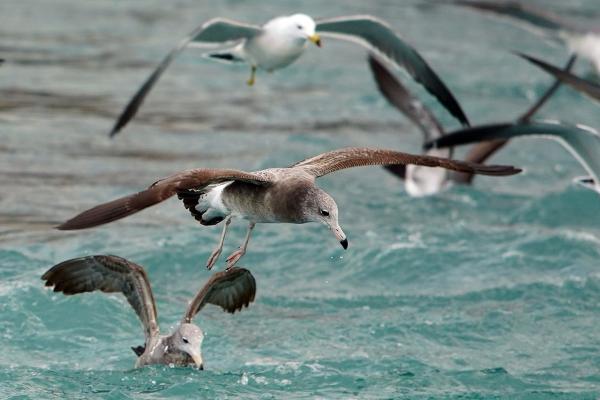 Cuento: La Pescadería de Prudencio Mochuelo
