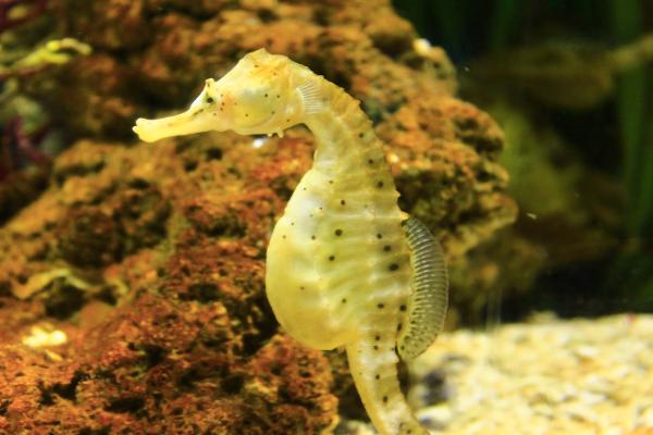 Ovovivíparos, animales con una asombrosa forma de reproducirse