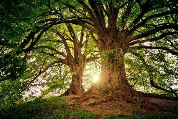 Great family tree