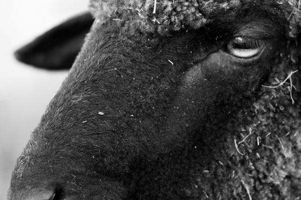 Dientes que cuentan historias: cómo se alimentan los animales (una introducción)
