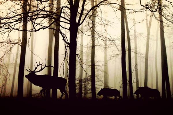 Animales vertebrados e invertebrados