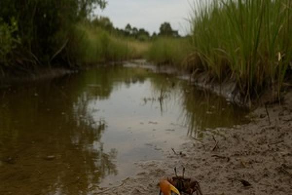 Una misión entre pinzas