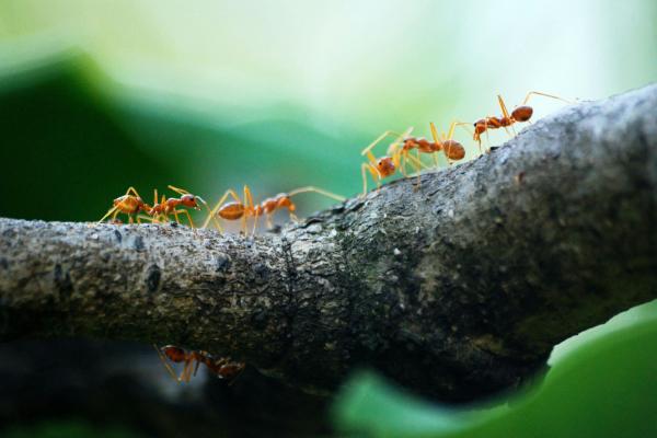 Contando en el jardín